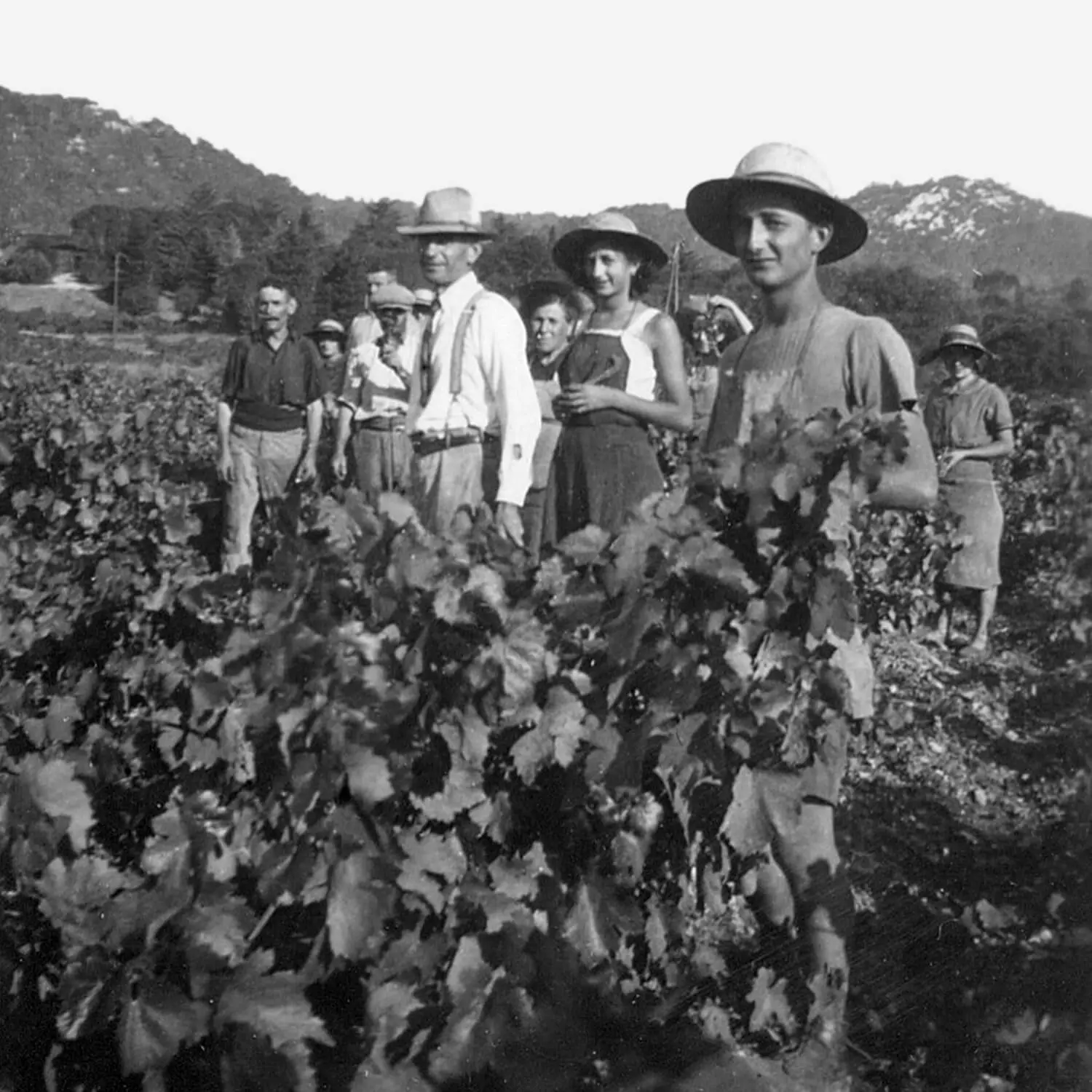 Saumade vigne-coste Ubesse