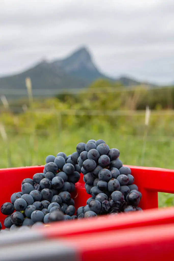 Vendanges de la syrah